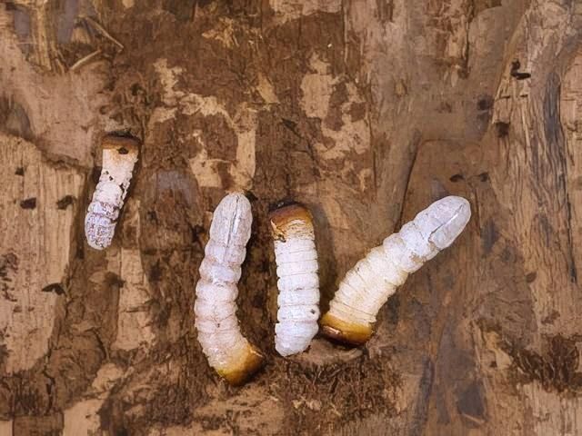 woodworm-treatment-services-1-kireth-ai