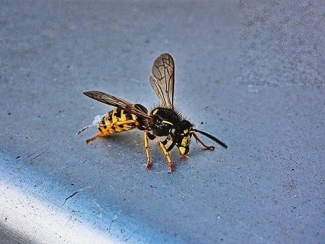 wasp-nest-treatment-5-kireth-ai