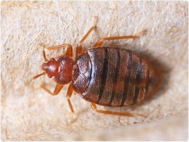 pest-controllers-9-kireth-ai
