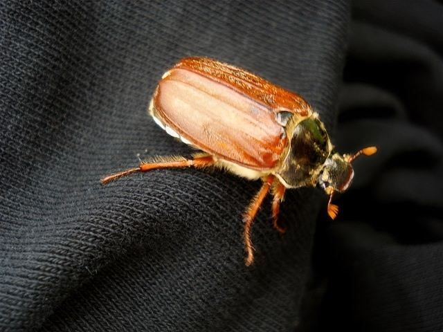 insect-treatment-services-16-kireth-ai