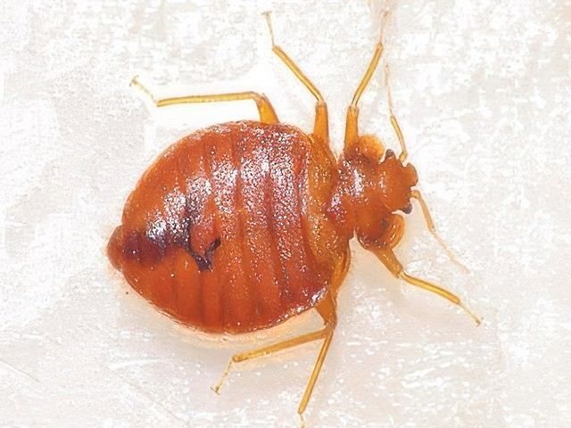 insect-treatment-services-14-kireth-ai