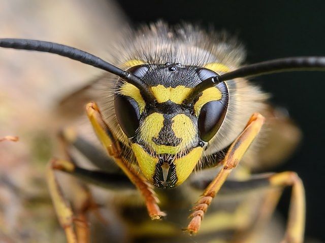 wasp-nest-treatment-7-kireth-ai