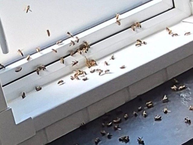 insect-treatment-services-7-kireth-ai