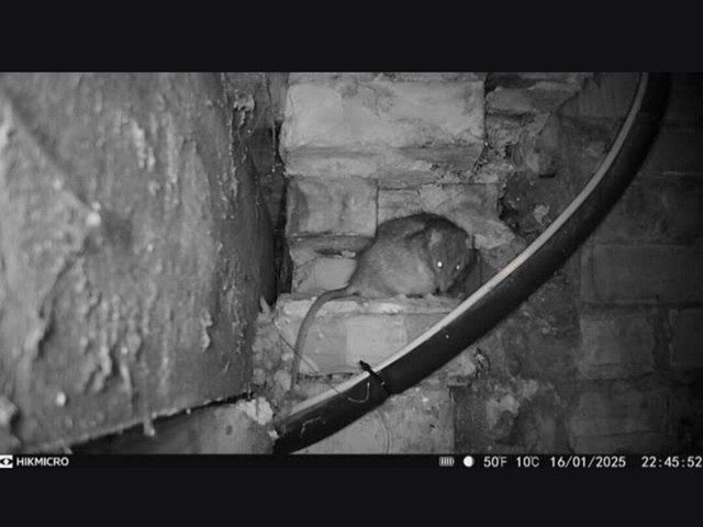 rodent-control-services-3-kireth-ai