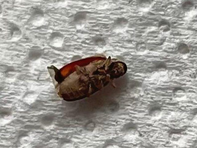 insect-treatment-services-5-kireth-ai