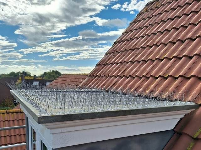 Bird Proofing Services in Bridlington